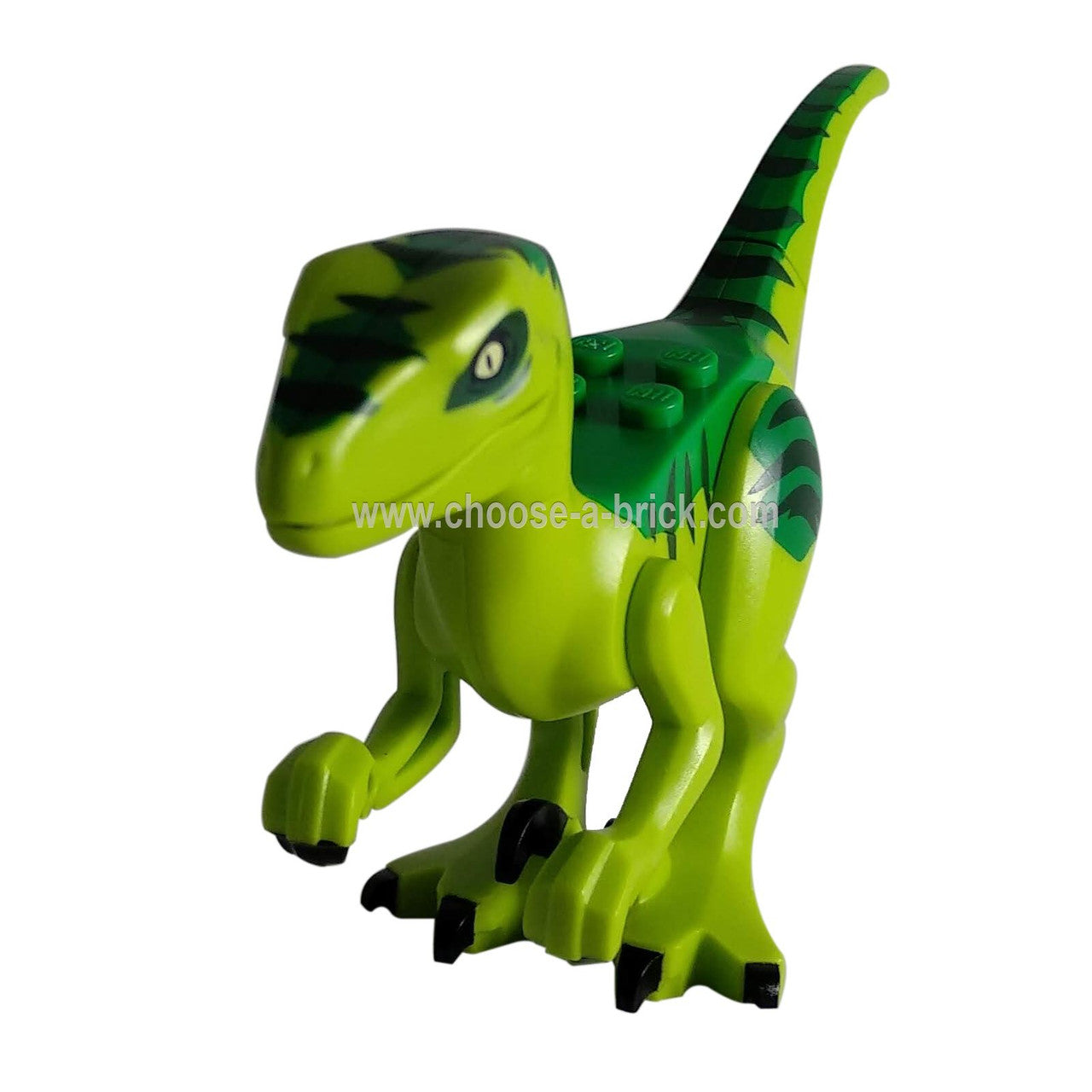 Dinosaur, Raptor / Velociraptor with Green Back